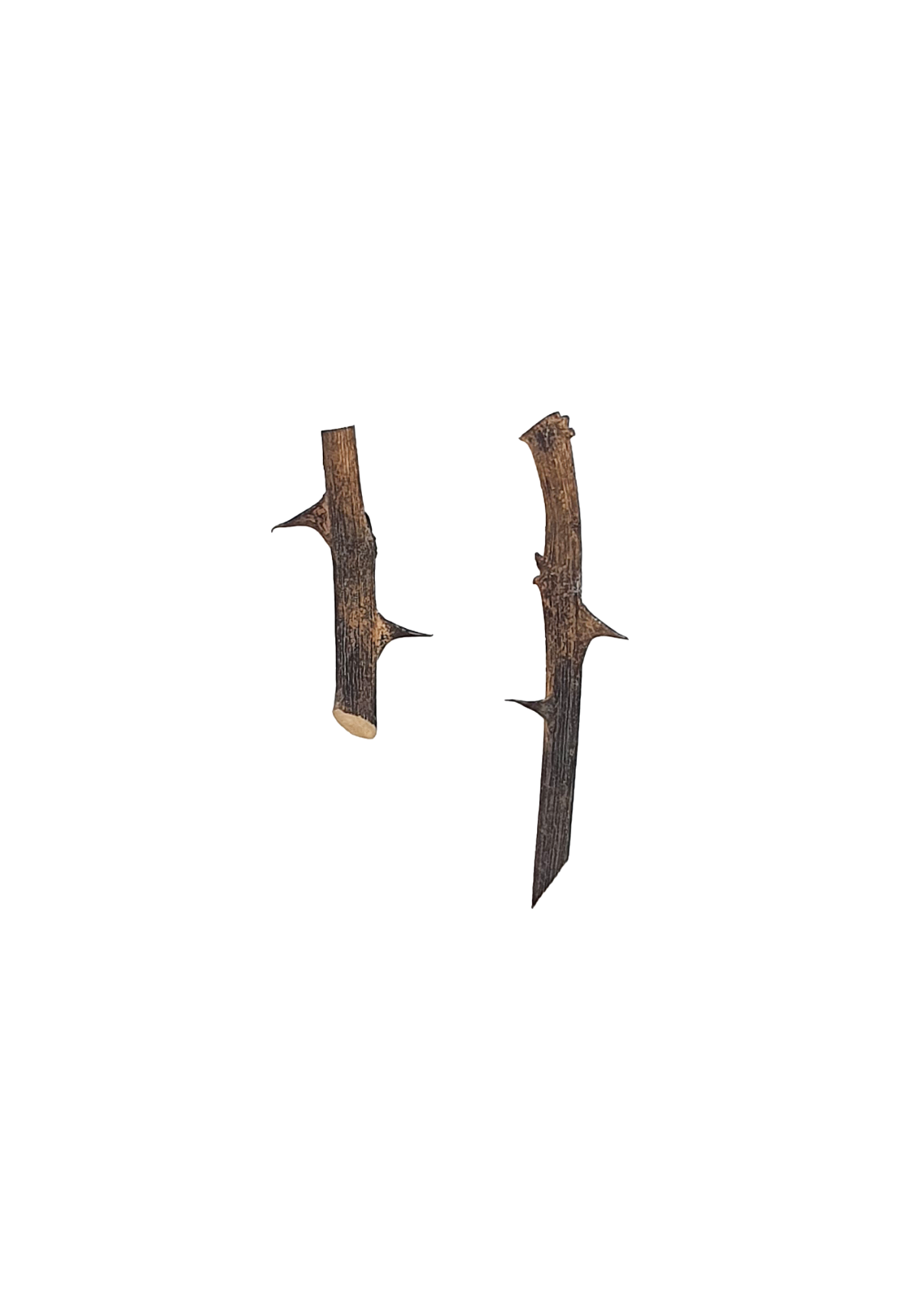 Handcrafted bronze thorn earrings on white background