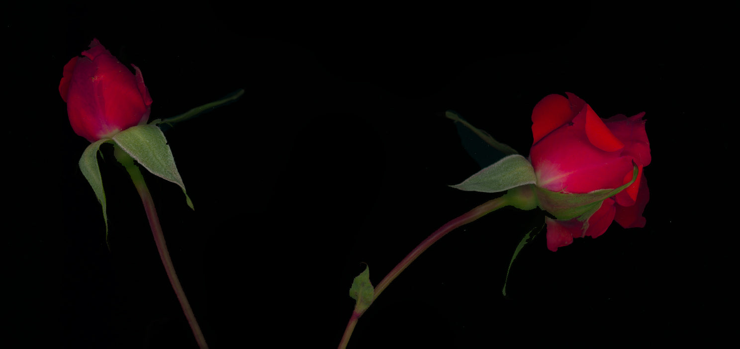 Two red roses on a black background